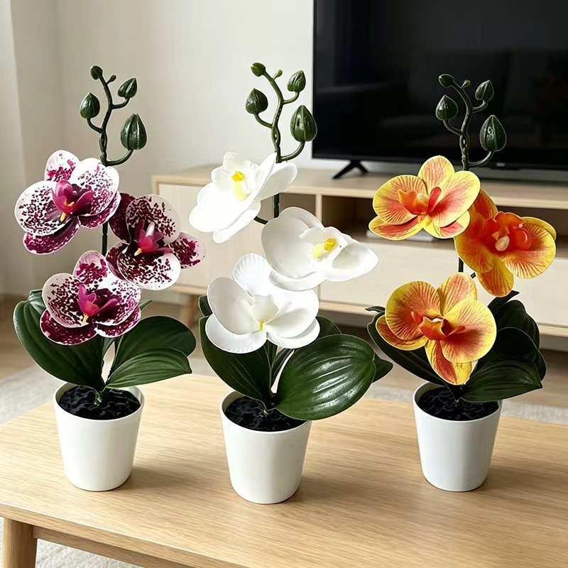 Orchid Phalaenopsis - ミニ胡蝶蘭の鉢植え、3輪の花、黒い蓋付き鉢、緑の植物装飾、寝室やリビングルームの家の装飾に。