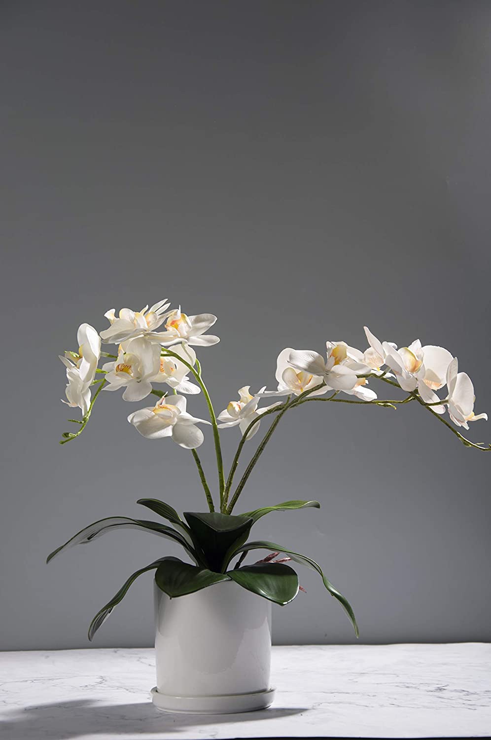 胡蝶蘭の葉 人工リアルルック ルーツ ラテックスタッチ プラ - Orchid Phalaenopsis のレビューと価格