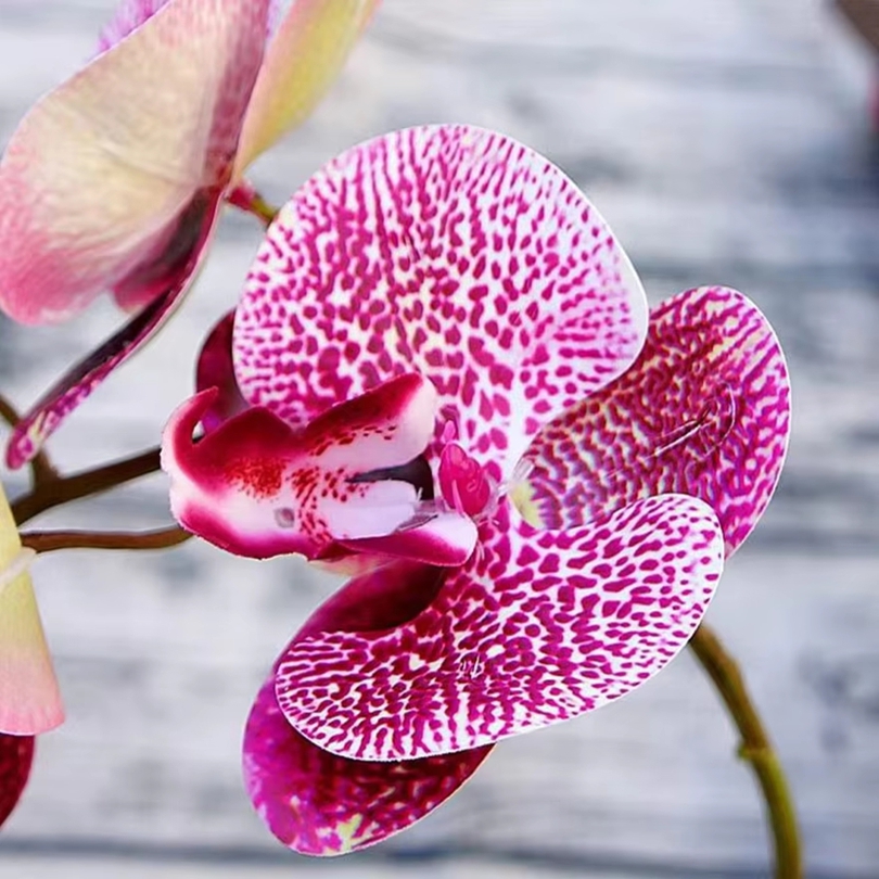 3D 造花プラスチック蝶蘭ホーム花瓶テーブル装飾結婚式屋外ガ - Orchid Phalaenopsis のレビューと価格