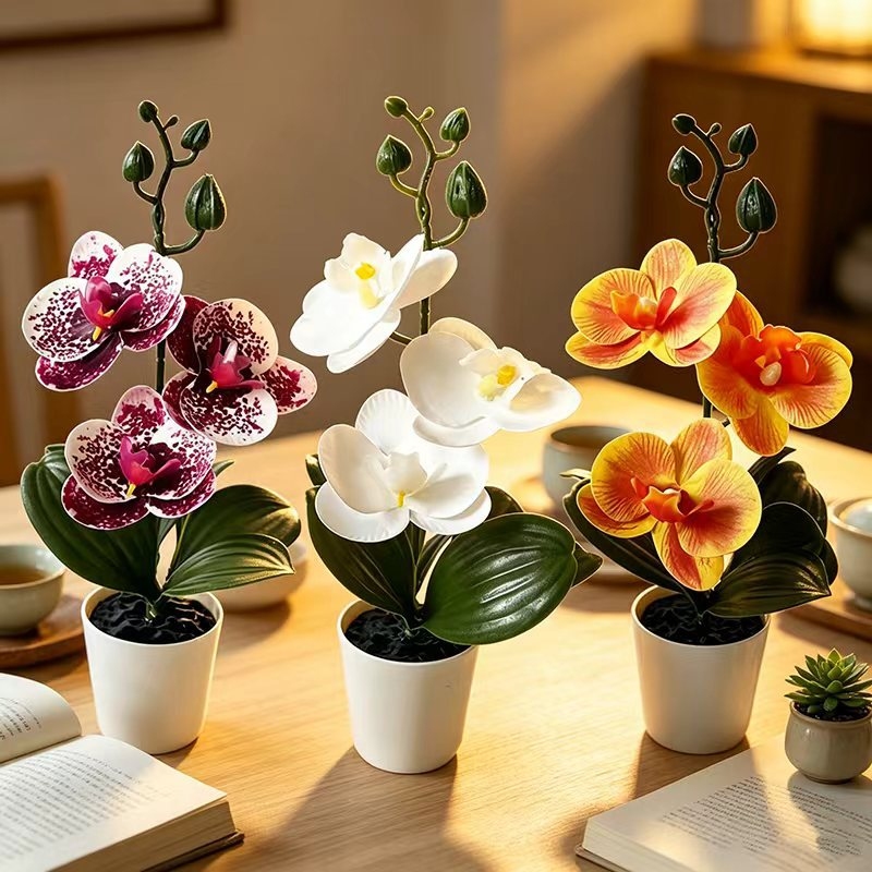 ミニ胡蝶蘭の鉢植え、3輪の花、黒い蓋付き鉢、緑の植物装飾、寝 - Orchid Phalaenopsis のレビューと価格