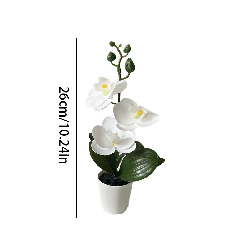ミニ胡蝶蘭の鉢植え、3輪の花、黒い蓋付き鉢、緑の植物装飾、寝 - Orchid Phalaenopsis のレビューと価格