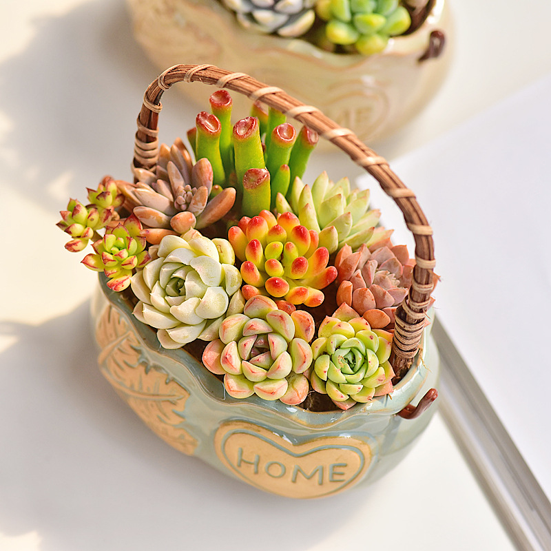 北欧スタイルのセラミック製多肉植物鉢、通気性のあるラタンハン - Snake Plant Ceramic のレビューと価格