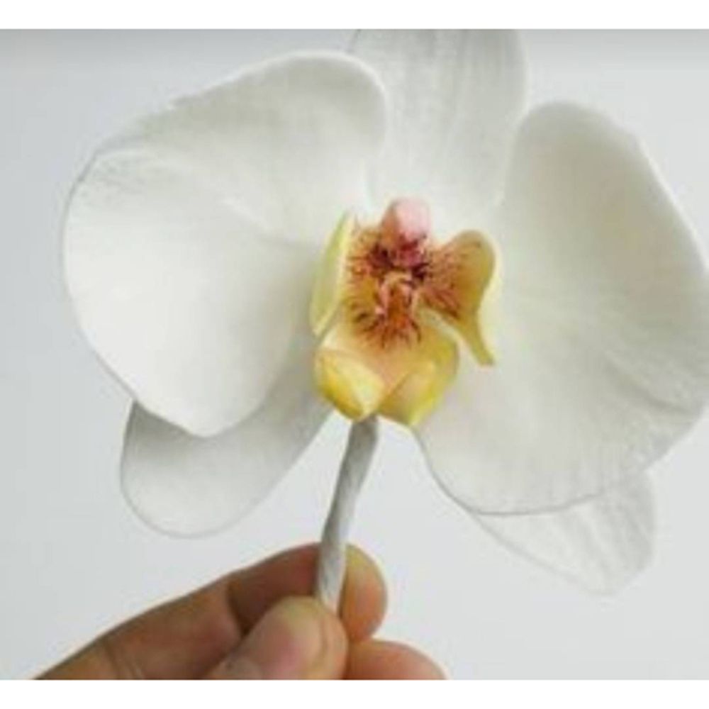 Orchid-スクラップブッキングスタンプ/写真のための金属 - Orchid Phalaenopsis のレビューと価格