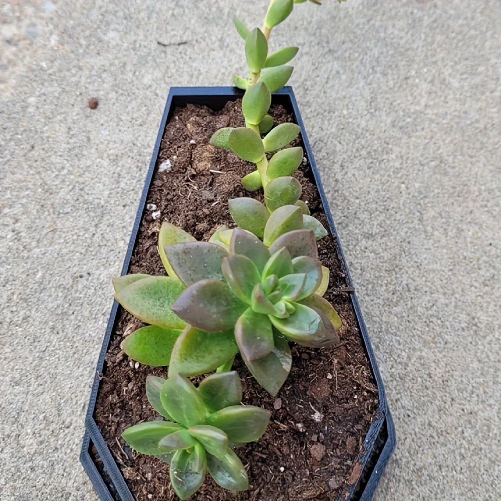 綿の多肉植物のポット,排水付きの棺プランター,ゴスの装飾,ハ - Snake Plant Ceramic のレビューと価格