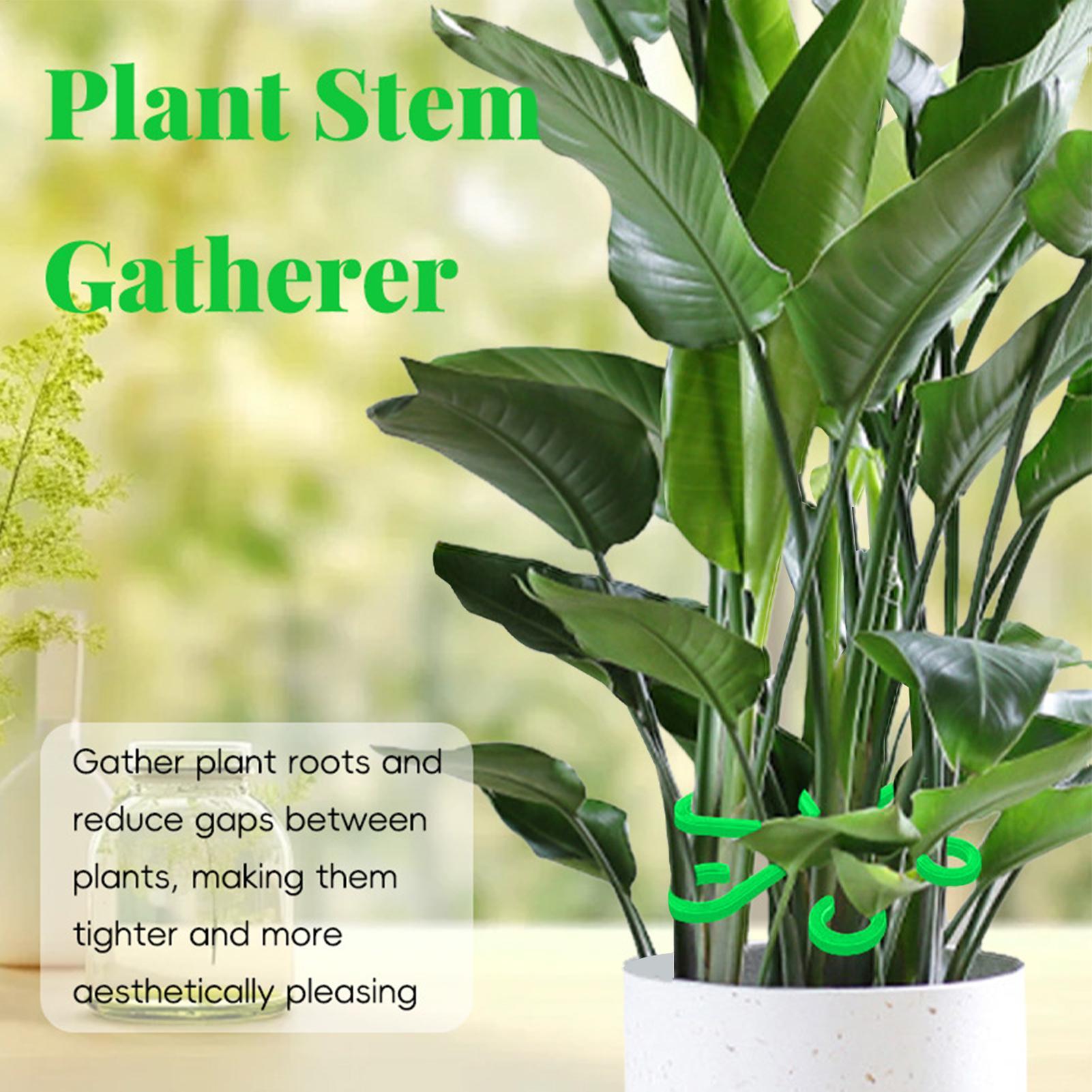 4 個の植物茎サポートクリップ、つる性植物、花茎コレクション - Variegated Monstera Node のレビューと価格